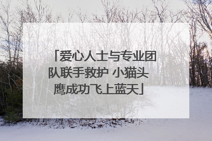 爱心人士与专业团队联手救护 小猫头鹰成功飞上蓝天