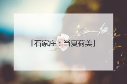 石家庄：当夏荷美