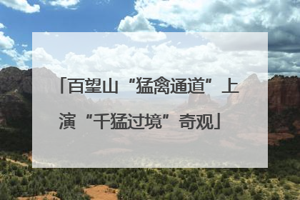百望山“猛禽通道”上演“千猛过境”奇观
