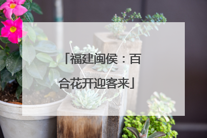 福建闽侯：百合花开迎客来