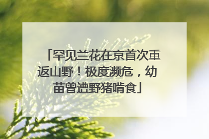 罕见兰花在京首次重返山野！极度濒危，幼苗曾遭野猪啃食