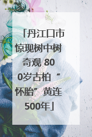 丹江口市惊现树中树奇观 800岁古柏“怀胎”黄连500年