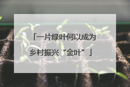 一片绿叶何以成为乡村振兴“金叶”