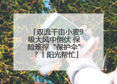 双流千亩小麦9级大风中倒伏 保险难撑“保护伞”？丨阳光帮忙