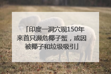 印度一洞穴现150年来首只濒危椰子蟹，或因被椰子和垃圾吸引
