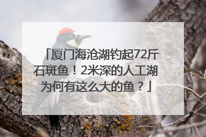 厦门海沧湖钓起72斤石斑鱼！2米深的人工湖为何有这么大的鱼？