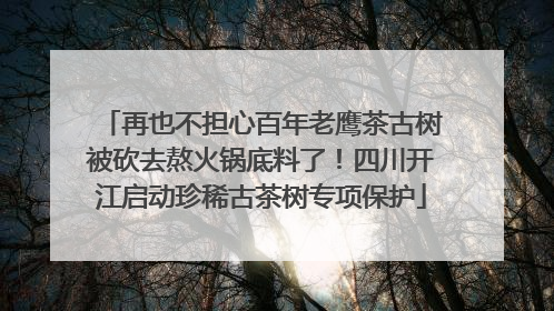 再也不担心百年老鹰茶古树被砍去熬火锅底料了！四川开江启动珍稀古茶树专项保护