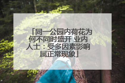 同一公园内荷花为何不同时盛开 业内人士：受多因素影响 属正常现象