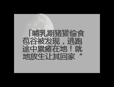 哺乳期猪獾偷食苞谷被发现，逃跑途中累瘫在地！就地放生让其回家“奶孩子”