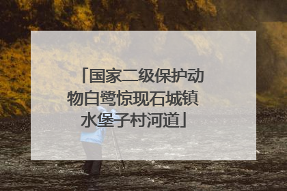 国家二级保护动物白鹭惊现石城镇水堡子村河道