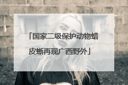 国家二级保护动物蜡皮蜥再现广西野外