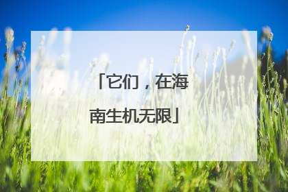 它们，在海南生机无限