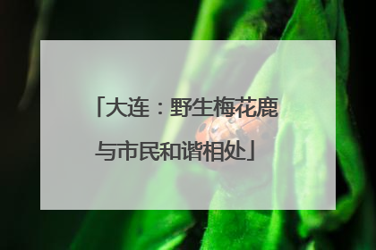 大连：野生梅花鹿与市民和谐相处