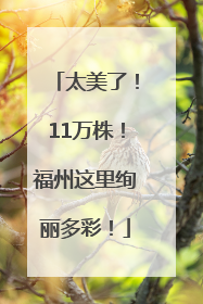太美了！11万株！福州这里绚丽多彩！