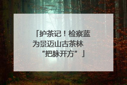 护茶记！检察蓝为景迈山古茶林 “把脉开方”