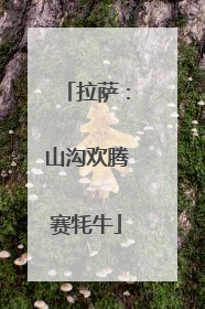拉萨：山沟欢腾赛牦牛