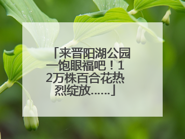 来晋阳湖公园一饱眼福吧！12万株百合花热烈绽放……