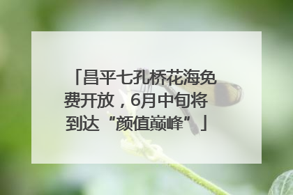 昌平七孔桥花海免费开放，6月中旬将到达“颜值巅峰”