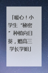 暖心！小学生“秘密”种植向日葵，赠高三学长学姐