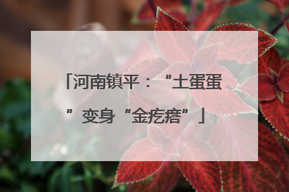河南镇平：“土蛋蛋”变身“金疙瘩”