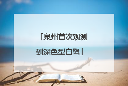泉州首次观测到深色型白鹭