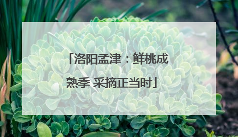 洛阳孟津：鲜桃成熟季 采摘正当时