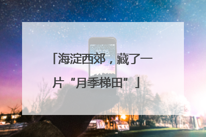 海淀西郊，藏了一片“月季梯田”