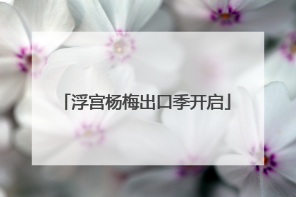 浮宫杨梅出口季开启