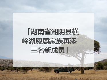 湖南省湘阴县横岭湖麋鹿家族再添三名新成员