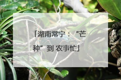 湖南常宁：“芒种”到 农事忙