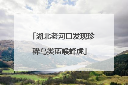 湖北老河口发现珍稀鸟类蓝喉蜂虎