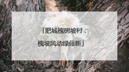 肥城槐树坡村：槐坡风动绿藤新
