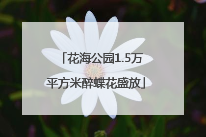 花海公园1.5万平方米醉蝶花盛放