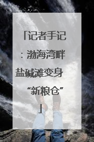 记者手记：渤海湾畔盐碱滩变身“新粮仓”