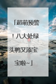 超萌预警！八大处绿头鸭又添宝宝啦~
