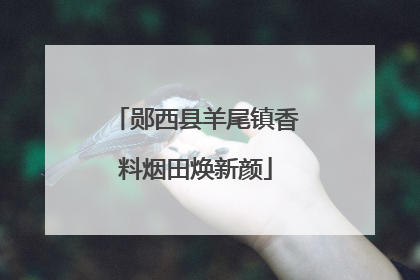 郧西县羊尾镇香料烟田焕新颜