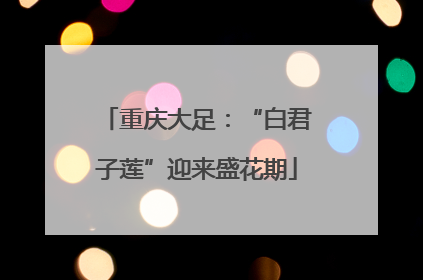 重庆大足：“白君子莲”迎来盛花期