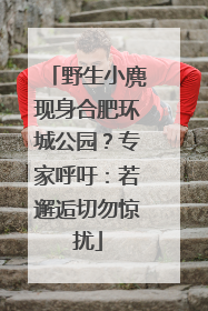 野生小麂现身合肥环城公园？专家呼吁：若邂逅切勿惊扰