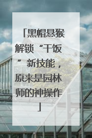 黑帽悬猴解锁“干饭”新技能，原来是园林师的神操作