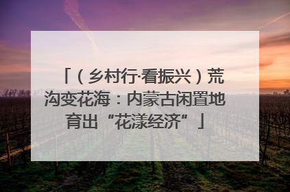 （乡村行·看振兴）荒沟变花海：内蒙古闲置地育出“花漾经济”